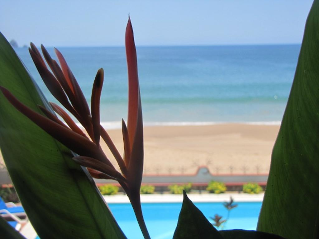 La Paloma Oceanfront Retreat Hotel San Patricio Melaque Phòng bức ảnh
